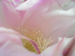 Cactus flower